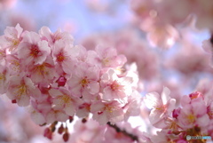 河津桜