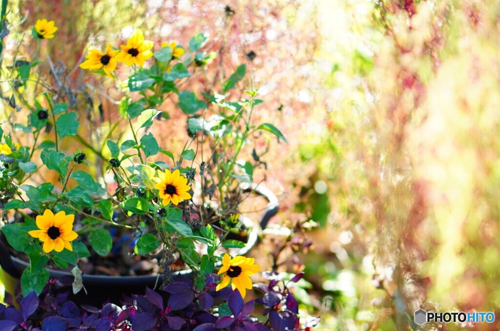 晩秋の花壇