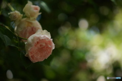 薔薇の時間（雨あがり）