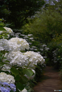 白い紫陽花の小道