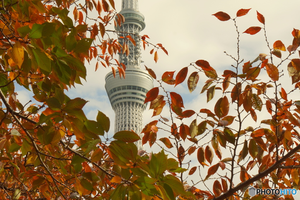 色づく葉の向こうに