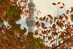 色づく葉の向こうに