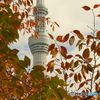 色づく葉の向こうに
