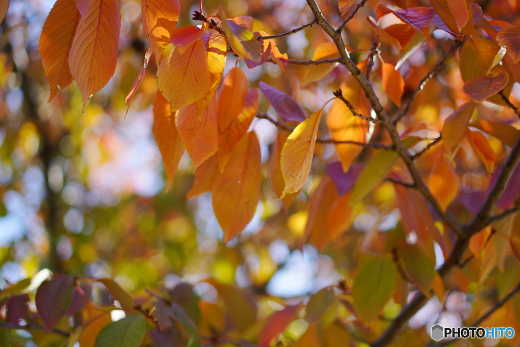 ソメイヨシノの秋