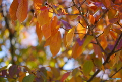 ソメイヨシノの秋