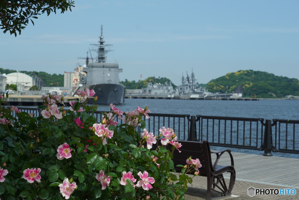薔薇と軍港