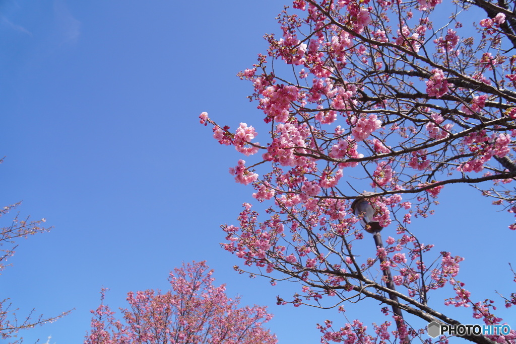 陽光桜