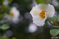 夏椿(シャラの木)