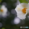 夏椿(シャラの木)