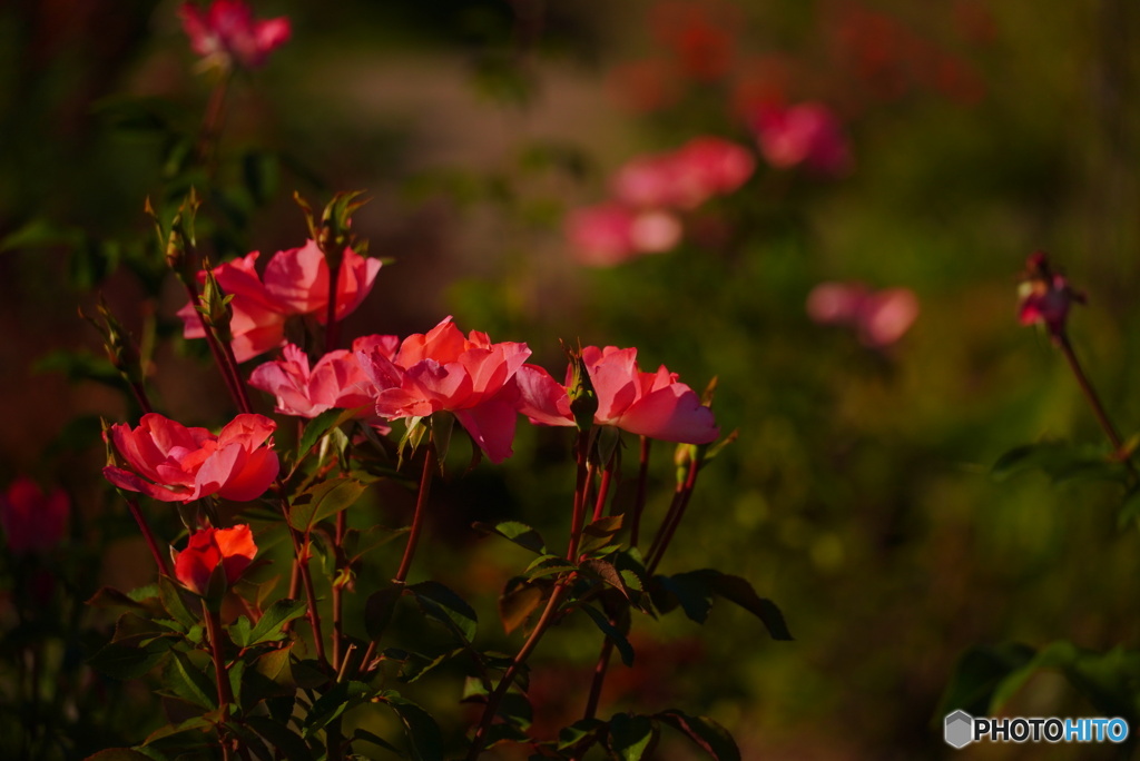 秋の薔薇