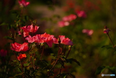 秋の薔薇