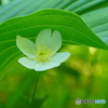 足元の白い花