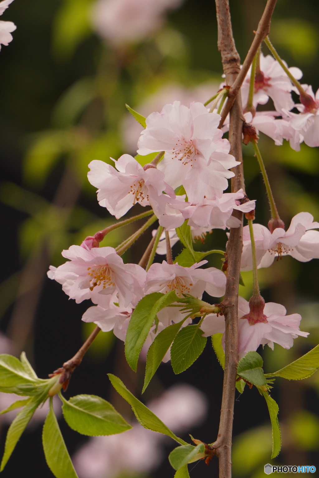 枝垂れ桜