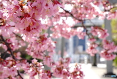 ３月の石浜神社