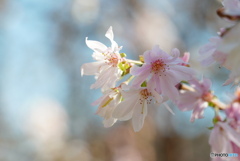 冬桜
