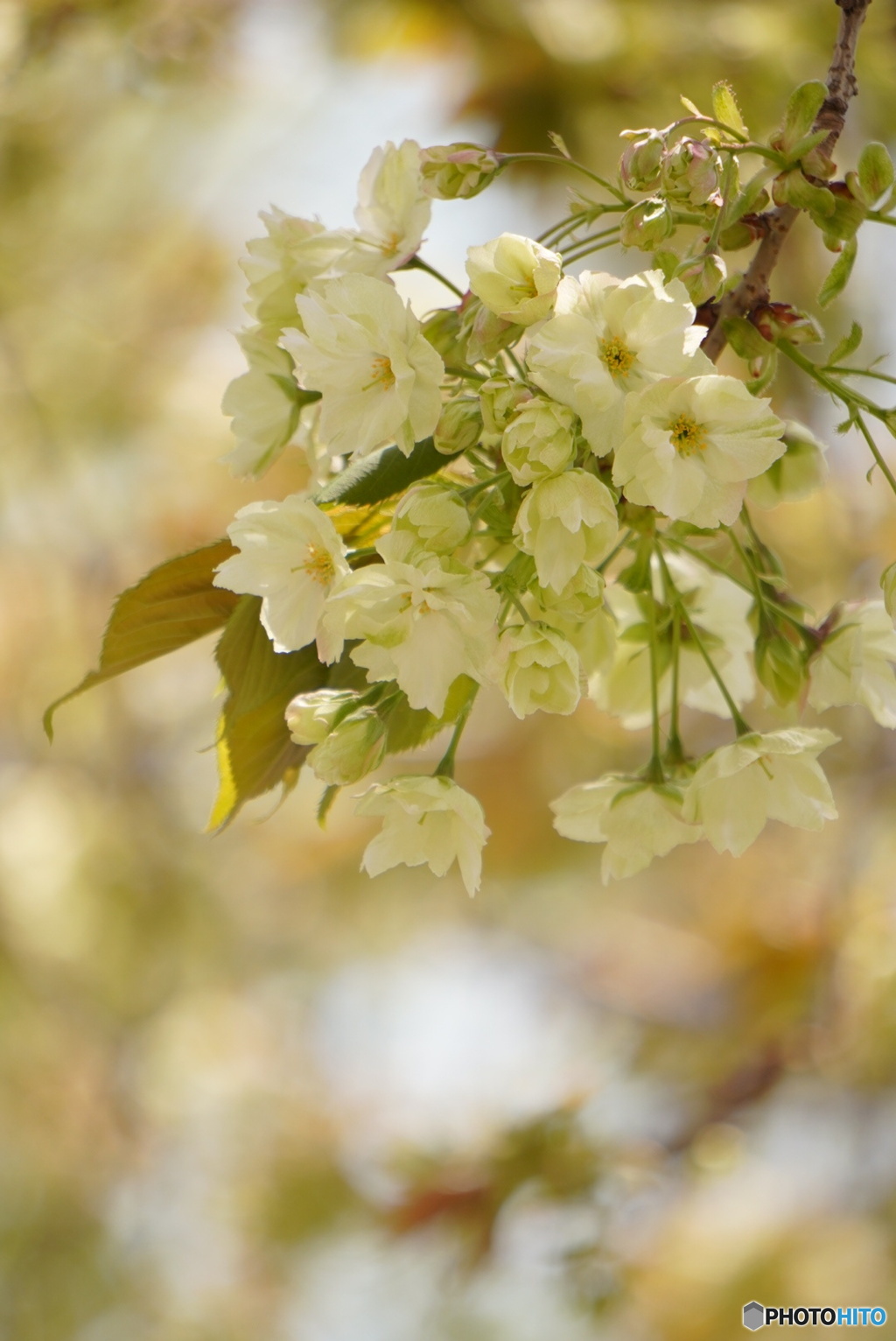 幸せを呼ぶ黄色い桜
