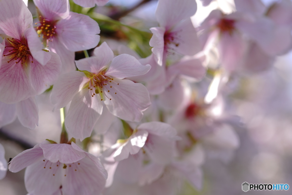 大島桜の薄化粧