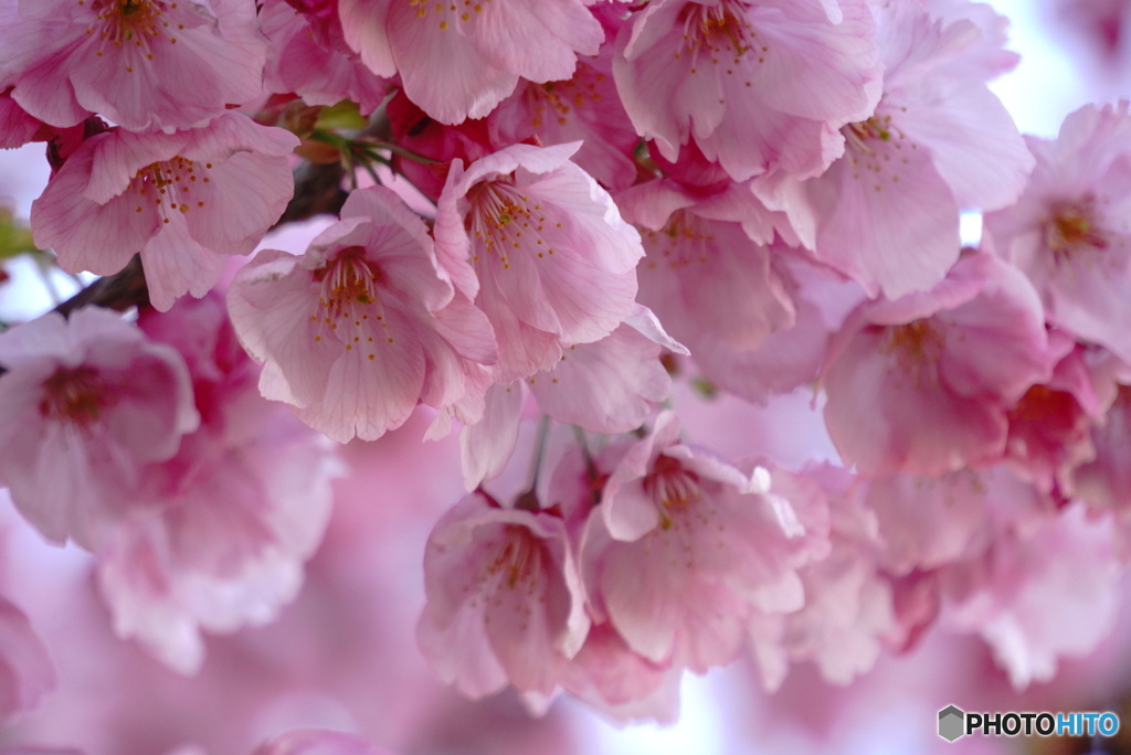 紅紫の陽光桜