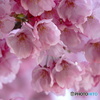 紅紫の陽光桜