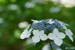 紫陽花の情景②