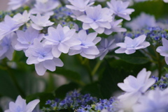 隅田の花火
