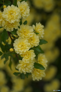木香薔薇