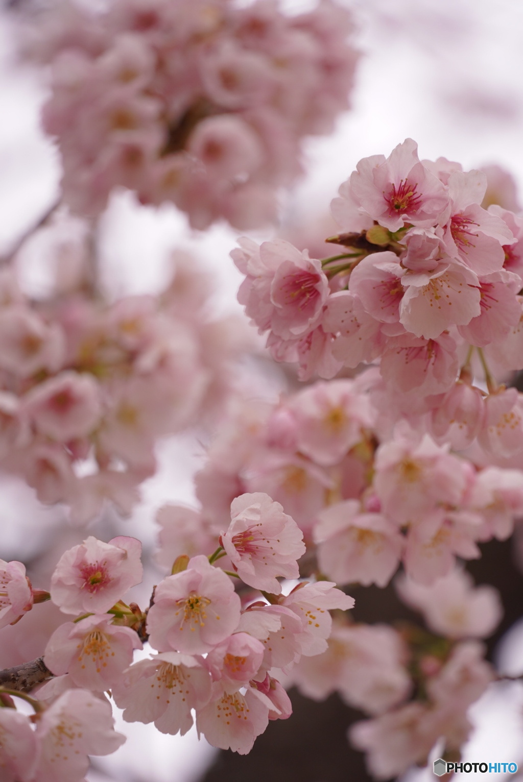 春を告げる桜