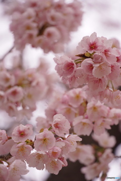 春を告げる桜