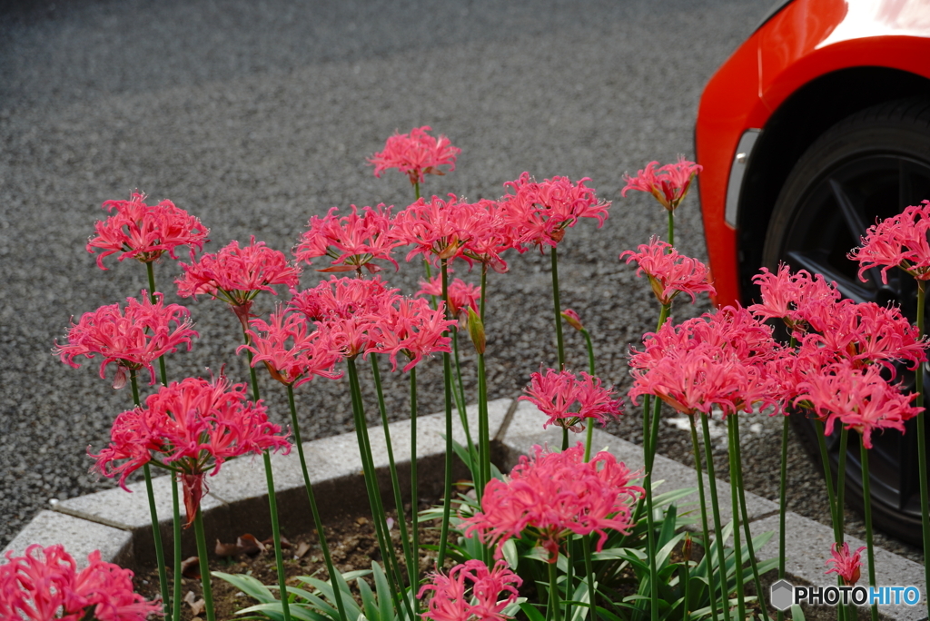 ダイヤモンドリリー