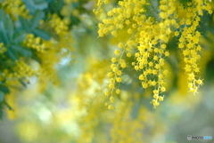 幸せの黄色い....朝