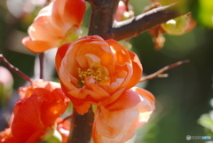 オレンジ色の木瓜