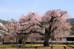 醍醐寺、春爛漫。
