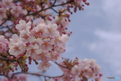 早春の公園で