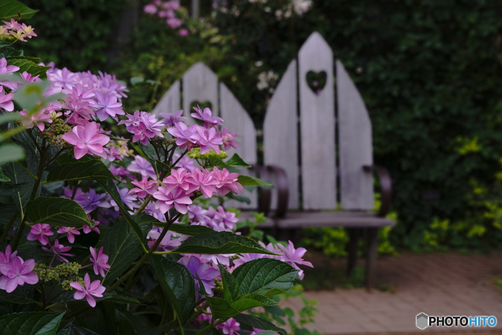 紫陽花の咲く庭