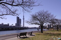 3月の散歩道