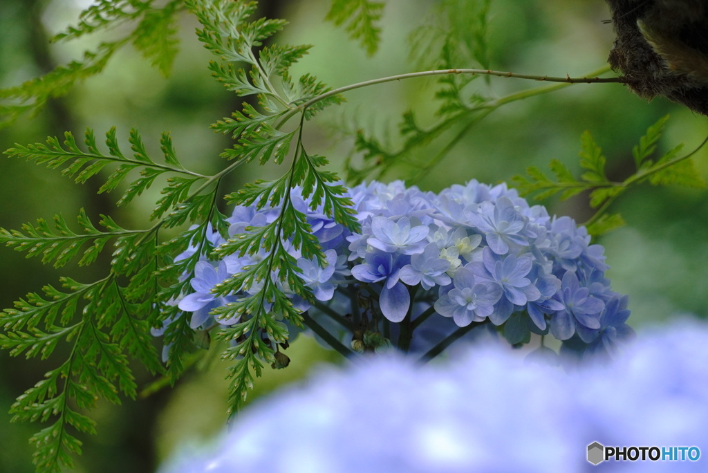 ラヴリー紫陽花～涼