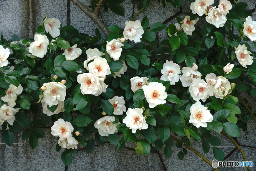 つる薔薇