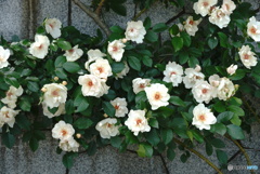 つる薔薇