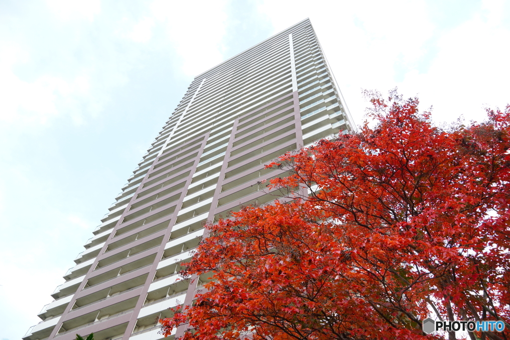 シマサルスベリ