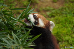 動物園の人気者Ⅱ