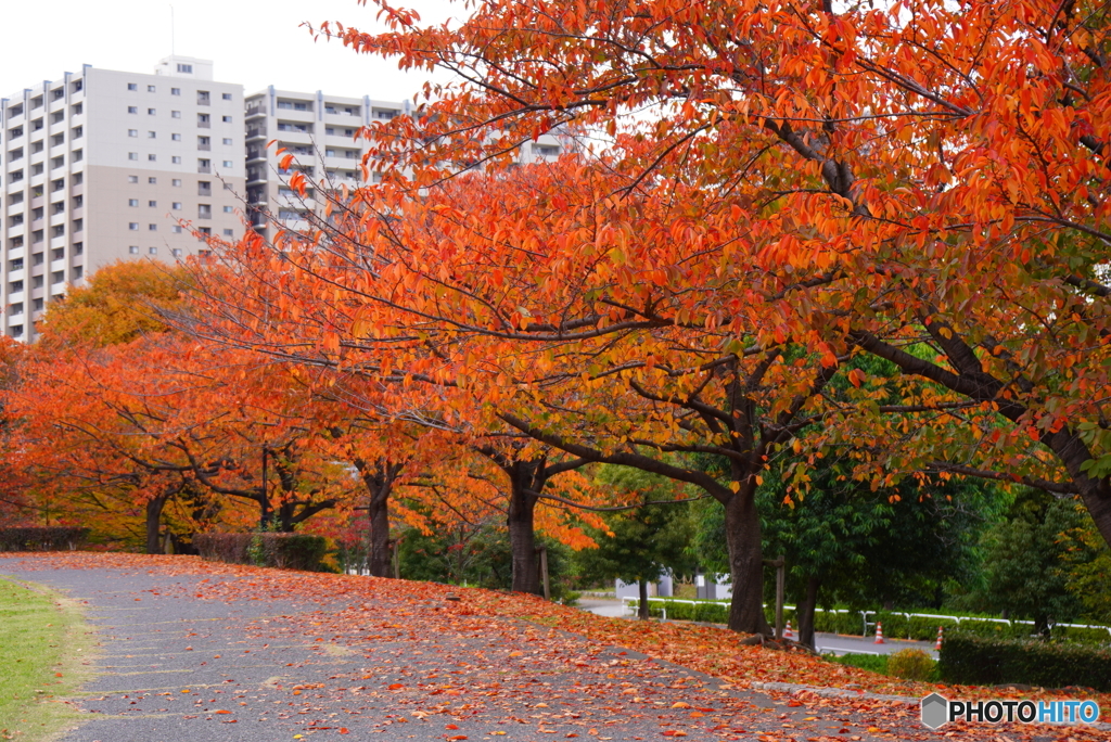11月のソメイヨシノ