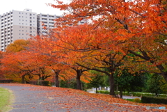 11月のソメイヨシノ