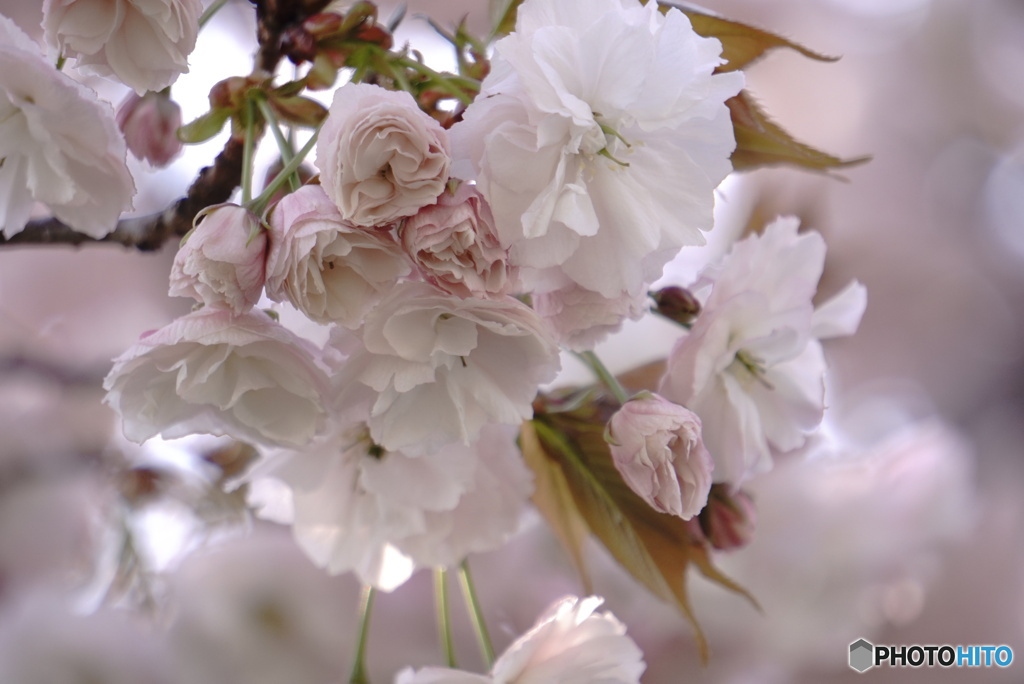 八重桜～普賢象