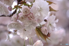 八重桜～普賢象