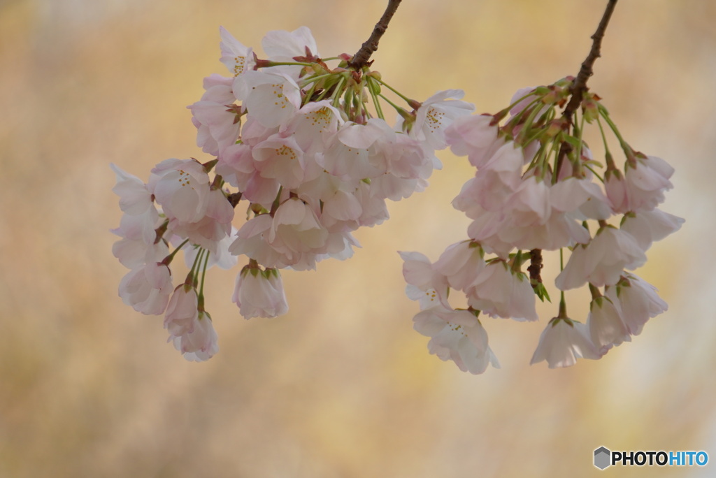 江戸彼岸桜
