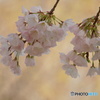江戸彼岸桜