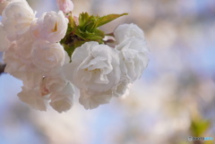 八重桜～白妙