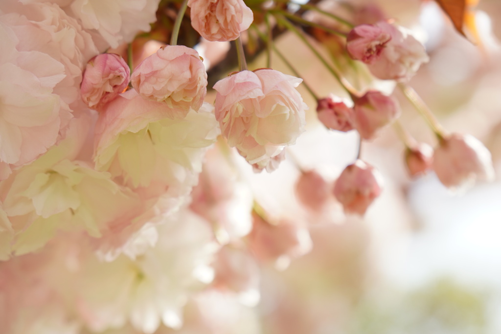 可愛い蕾の八重桜