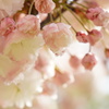 可愛い蕾の八重桜