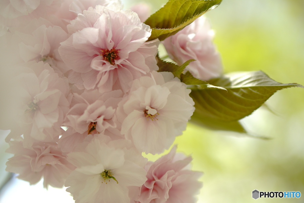 普賢象桜